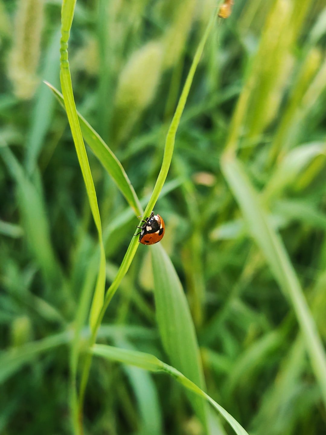 How Environmental Monitoring is Championing Sustainability and Conservation Efforts