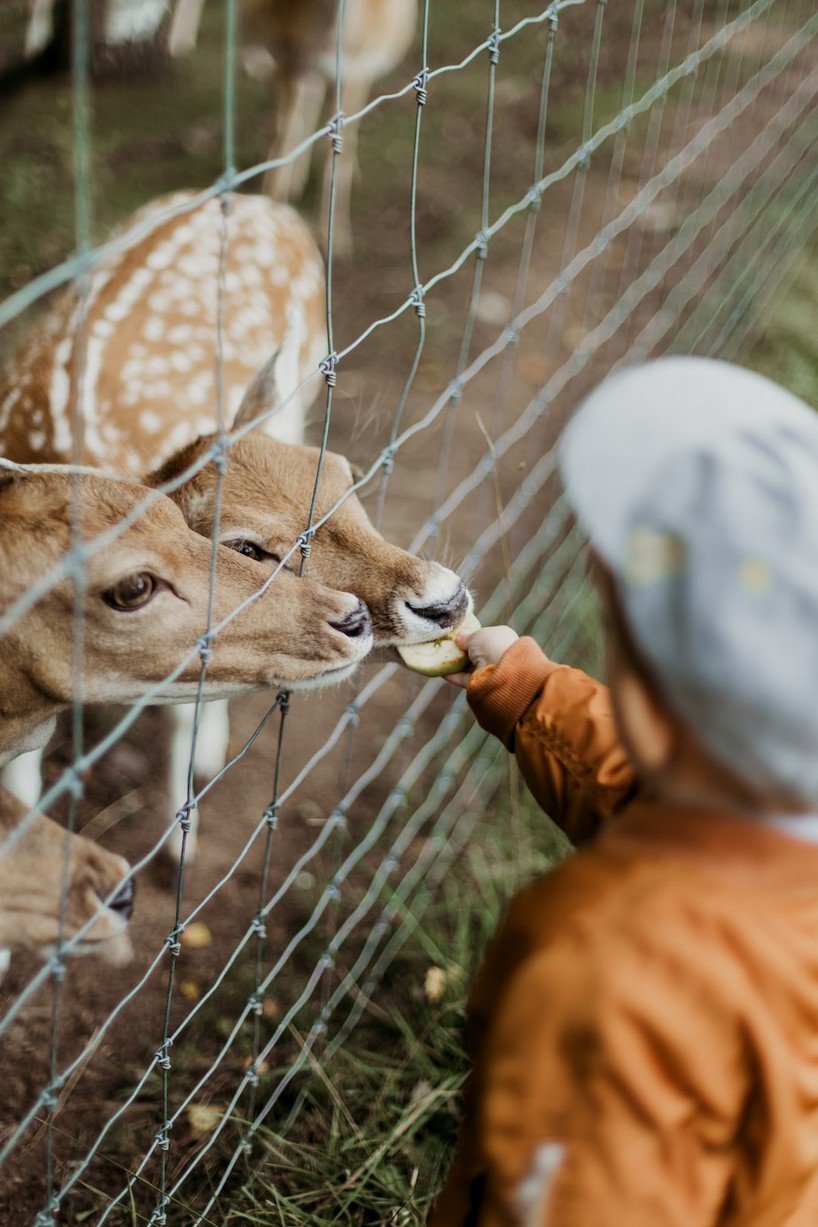 Enhancing Wildlife Conservation Efforts Through Innovative Monitoring Techniques